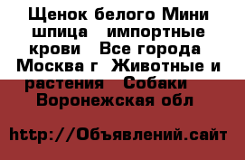 Щенок белого Мини шпица , импортные крови - Все города, Москва г. Животные и растения » Собаки   . Воронежская обл.